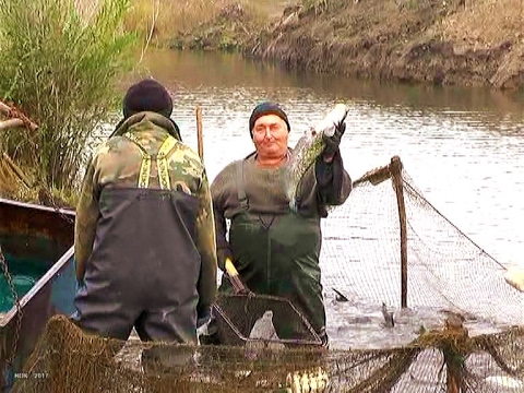 Видео: Грибановские фермеры. К Дню работника сельского хозяйства. 2016
