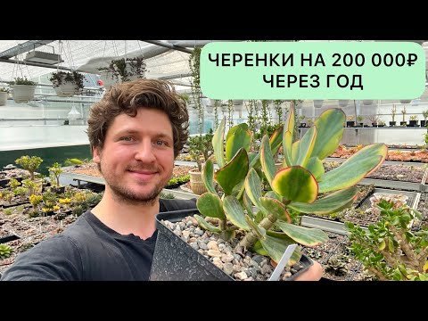 Видео: ЧЕРЕНКИ НА 200 ТЫСЯЧ ЧЕРЕЗ ГОД. КАК ВЫРОСЛИ РЕДКИЕ СОРТА КРАССУЛ. ДЕНЕЖНОЕ ДЕРЕВО ТОЛСТЯНКА