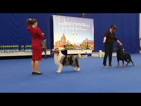 Видео: 09.12.2023, СПб. Клуб СПбГКСС-2. Рейтинговая выставка "НЕВСКИЙ ПОБЕДИТЕЛЬ-2"