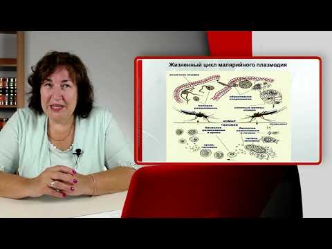 Видео: Другой организм как среда обитания