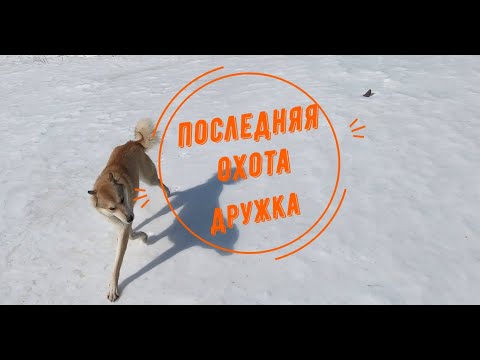 Видео: Охота на медведя.Погиб Дружок.