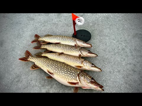 Видео: Так щє ЩУКУ ми не ловили! Щука взимку у відлигу! 2023