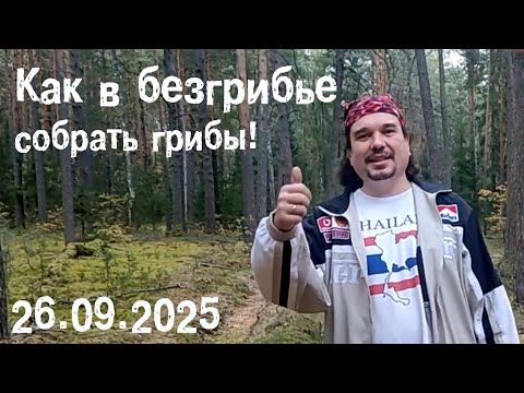 Видео: Как в безгрибье собрать грибы!
