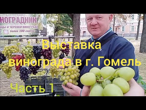 Видео: Выставка  винограда в г . Гомель 1 часть 13 сентября 2025 г.