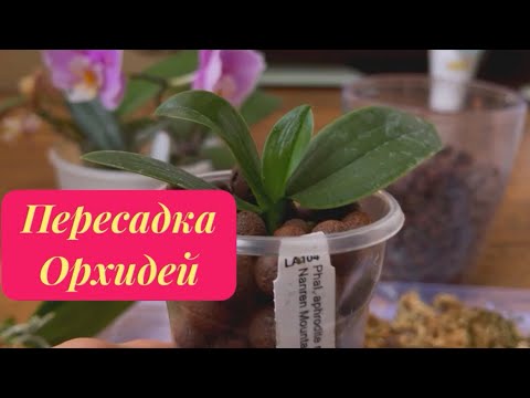 Видео: ВО ЧТО ПЕРЕСАДИТЬ ОРХИДЕИ из МХА? Пробую ЭТИ 2 варианта
