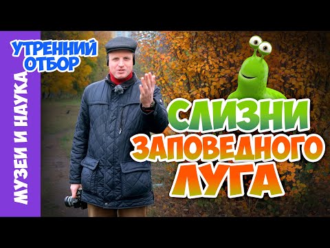 Видео: Зачем мне сетчатый слизень? Тимофей Левченко.