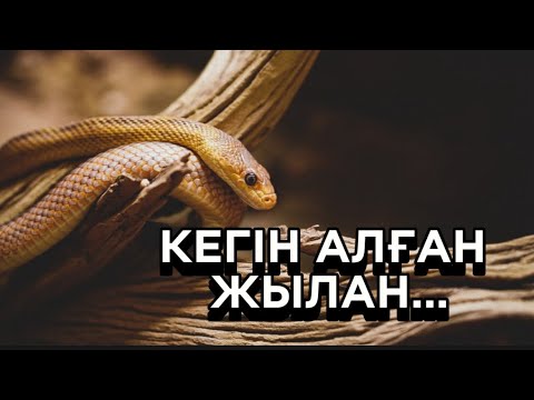 Видео: 🙀ОРДАЛЫ ЖЫЛАННЫҢ ӘЛЕГІ