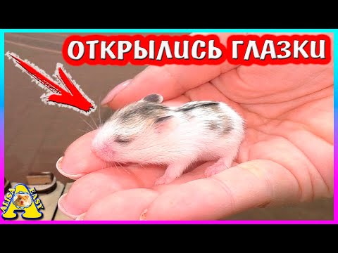 Видео: Хомячата  открыли глаза / Когда можно брать хомячат в руки/ Как приручить хомяка/ Alisa Easy Pets