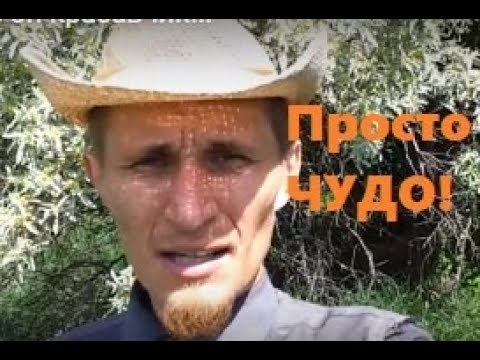 Видео: Лох узколистный (Elaeágnus angustifólia) / Лох восточный (Elaeagnus orientalis). Продажа почтой.