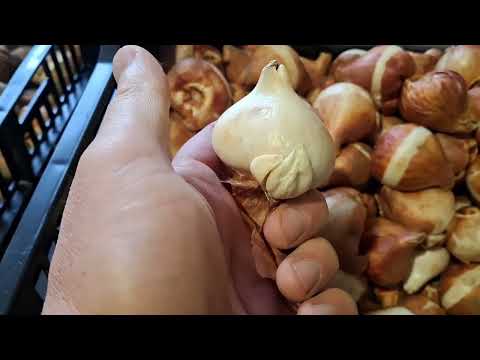 Видео: Підготовка цибулин тюльпану до посадки. Обробка від грибкових хвороб