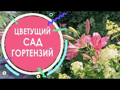 Видео: Цветущий сад гортензий