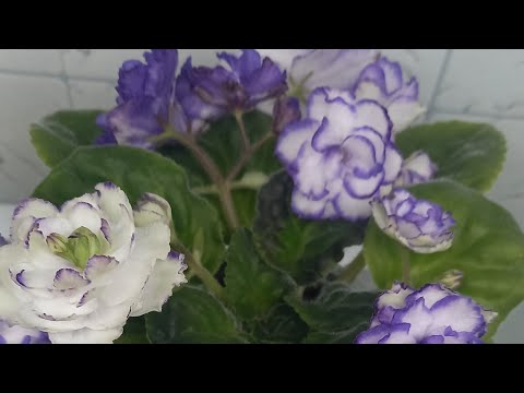 Видео: Жара. Что происходит с фиалками?!!!