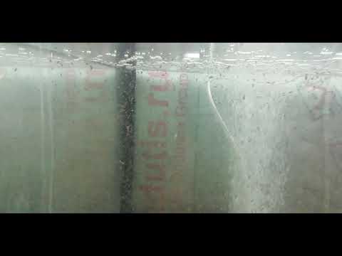 Видео: Гигантская креветка , Macrobrachium rosenbergii.