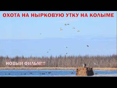 Видео: ОХОТА НА НЫРКОВЫХ УТОК НА КОЛЫМЕ 1ЧАСТЬ. DUCK HUNTING ON SIBERIA