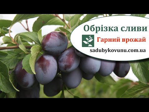 Видео: Обрезка молодой сливы на плодоношение. Как обрезать сливу на урожай. Простые правила обрезки сливы.