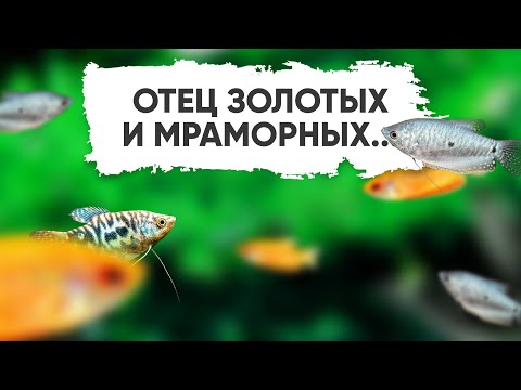 Видео: Пятнистый гурами - неприхотливая аквариумная рыбка. Лабиринтовые