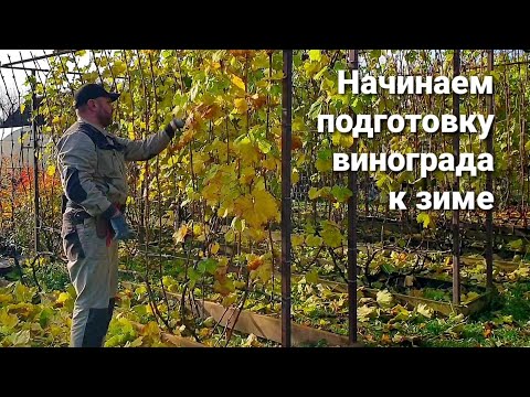 Видео: 04.10.2025 Начинаем подготовку винограда к зиме