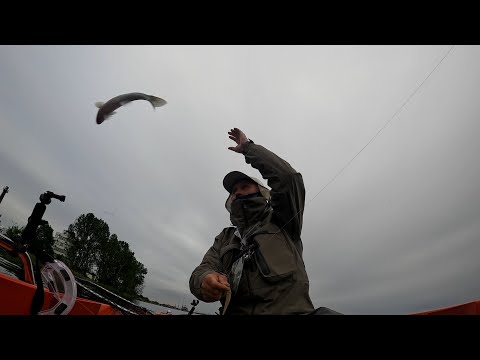 Видео: NARVAL  Argument II 80 L до 17. 5 гр