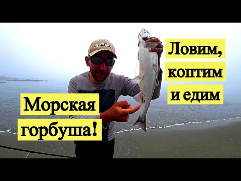 Видео: Морская горбуша! Ловим, коптим и едим. Как отличить самку?