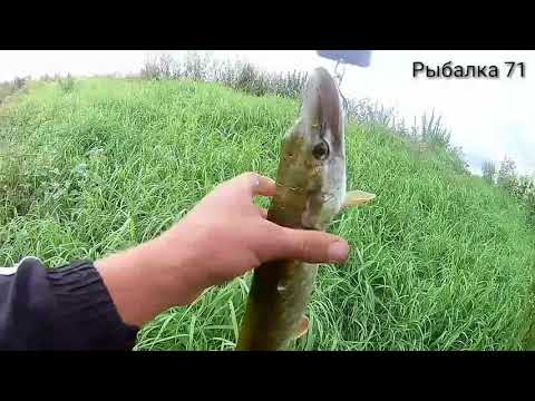 Видео: Рыбалка в Тульской области 2020.р.Упа.Джиг.Щука.Окунь.