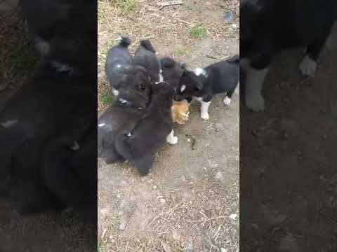 Видео: Щенки РЕЛ  ОМСК