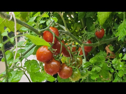 Видео: Это видео для всех огородников и садоводников.🏡