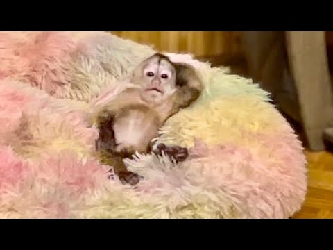 Видео: Я чуть не ЛОПНУЛА ОТ СМЕХА, когда увидела, как лежит Финик! 