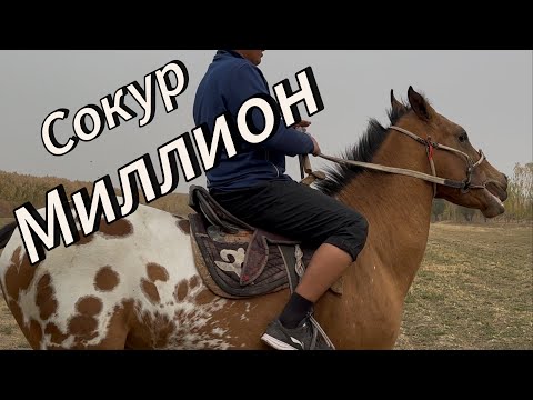 Видео: Таластагы Сокур сатылды октября 2025 г.