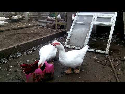 Видео: СЕКРЕТЫ РОЗВЕДЕНИЯ МУСКУСНЫХ УТОК тяжолых линий,ГЕРМАНСКАЯ СЕЛЕКЦИЯ. МОЙ ОПЫТ  23 жовтня 2019 р.