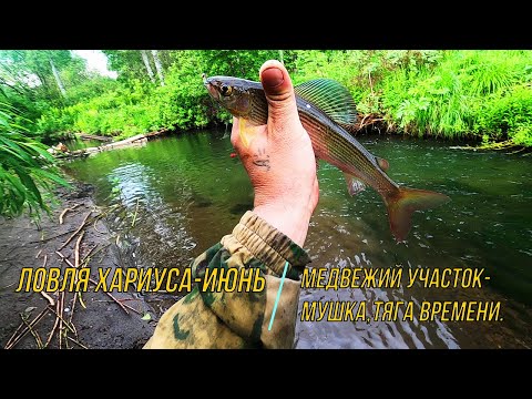 Видео: Рыбалка на Хариуса/ТАЕЖНАЯ речушка ,да Болотная МУШКА!/ДИКИЕ Медвежьи УГОДЬЯ.
