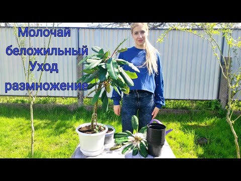 Видео: Молочай беложильный. Уход и размножение.