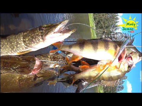 Видео: БЕЗ МОТОРА, БЕЗ ЭХОЛОТА. ПРОСТО НА БЛЕСНУ НАДУБАСИЛ РЫБЫ!
