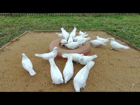 Видео: Расса турецкой таклы
