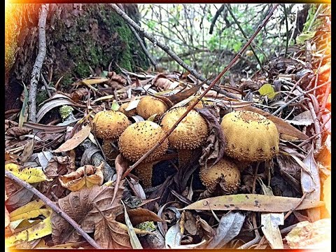 Видео: Чешуйчатка обыкновенная. Как приготовить чешуйчатку.