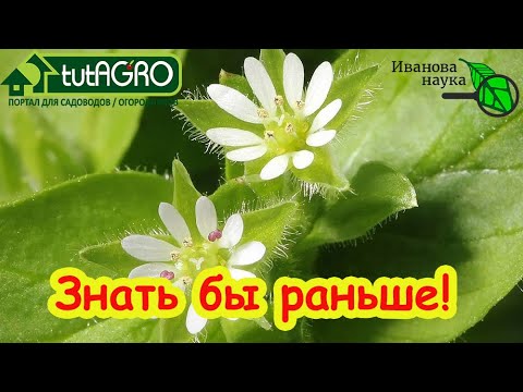 Видео: Я 20 лет вырывал этот сорняк, пока не узнал, что он - аптека под ногами!