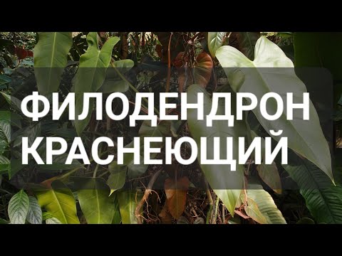 Видео: Филодендрон Краснеющий