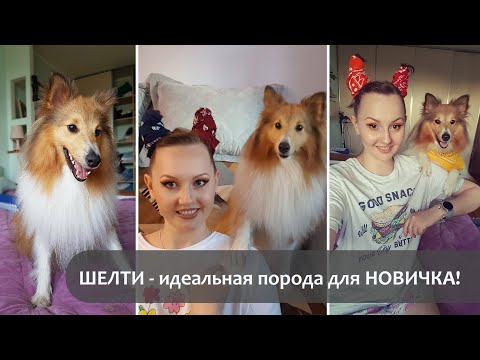 Видео: Самая лучшая порода собак | ШЕЛТИ | Опыт владельца | Идеальная порода