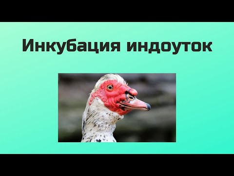 Видео: Мускусные утки, вопросы и ответы по инкубации индоуток (шипунов)