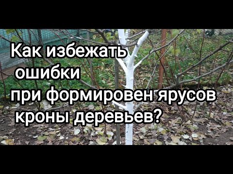 Видео: Как правильно формировать ярусы из скелетных веток на плодовых деревьев?Разреженно- ярусная крона