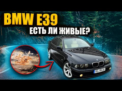 Видео: В поисках ЖИВОЙ BMW 530 E39. Много РЖАВЧИНЫ и Мало ЧЕСТНОСТИ