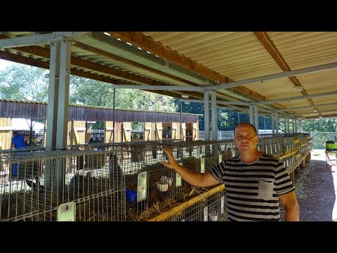 Видео: Как купить кроликов в Германии