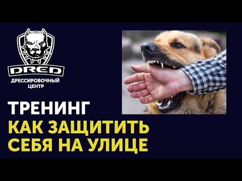 Видео: Как вести себя с бродячими собаками | Как защититься от нападения собак | Собака не укусит