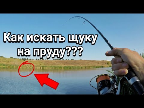 Видео: Как искать щуку на пруду??? Ловля щуки на ДЖИГ-РИГ!