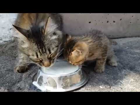 Видео: Огород в лесу, забота о животных и вкусные блюда: что мы приготовили на хуторе? 🏡🥘🌾