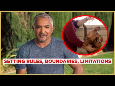 Видео: Как отучить щенка кусаться! | Cesar 911