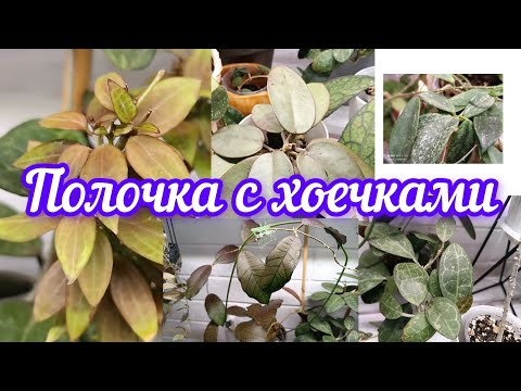 Видео: полочка с хоечками