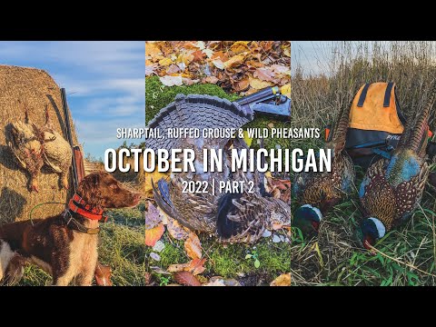 Видео: Острохвост, воротничковый рябчик и дикие фазаны! Октябрь в Мичигане 2022. Часть 2