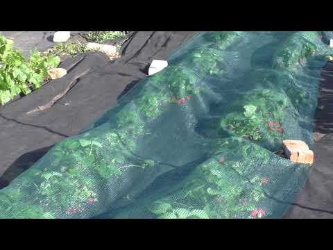 Видео: Как уберечь созревающие ягоды клубники от птиц