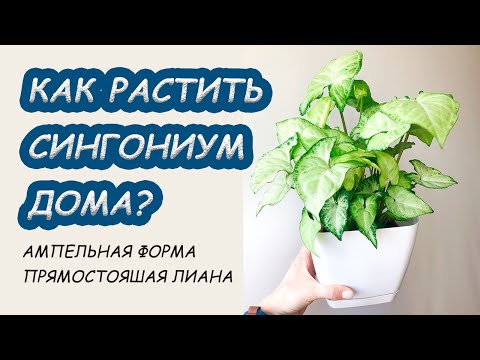 Видео: СИНГОНИУМ дома. Правила ухода, приметы, фитодизайн