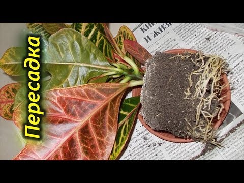 Видео: Как пересаживать Кротон (Кодиеум). Правила пересадки Кротона.